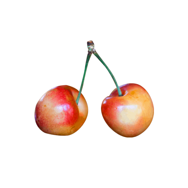 ⁦Branch Apple⁩ - الصورة ⁦4⁩